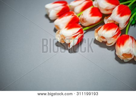 Close Up Of Tulips On A Gray Background