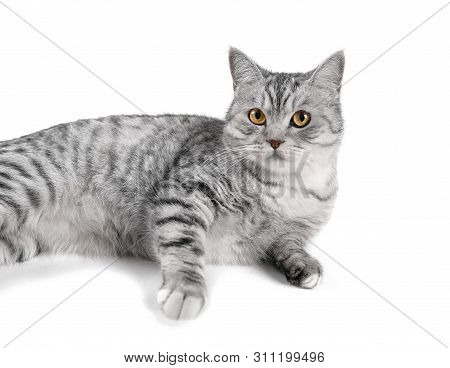 Beautiful Gray Scottish Cat Isolated On White Background. Horizontal Photo