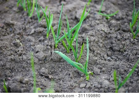 Close Up Of Rows Of Sown Onions Plants Growing In The Clay Soil Of A Horticulturist. Field With Gree