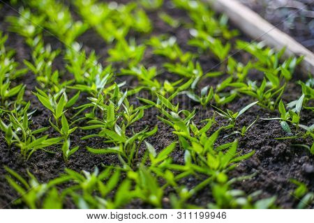 Close Up Of Pepper Seedlings, Green Plants