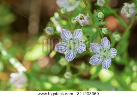 Swertia angustifolia is blooming beautifully. Is a rare forest species Grows well in areas with high