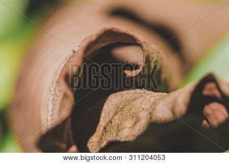 Dry leaves curled naturally Fell on the ground