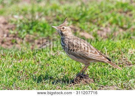 Crested Lark On Ground (galerida Cristata) Wildlife Close Up