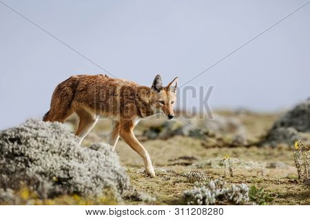 Close Up Of A Rare And Endangered Ethiopian Wolf (canis Simensis) Walking In Bale Mountains, Ethiopi