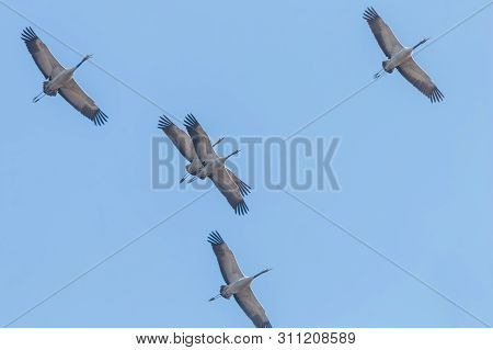 Common Cranes In Flight Blue Skies, (grus Grus) Migration