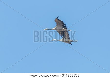 Common Cranes In Flight Blue Skies, (grus Grus) Migration