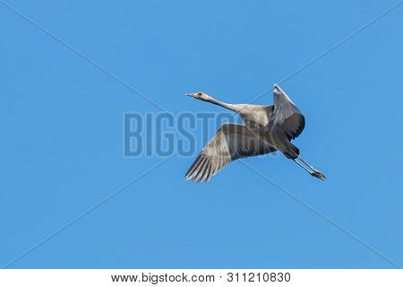 Common Crane In Flight Blue Skies (grus Grus) Migration