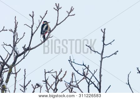Great Spotted Woodpecker On Branch (dendrocopos Major)