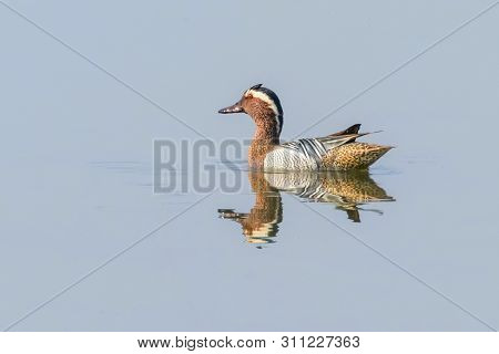 Garganey Duck On Water (anas Querquedula) Garganey Male Wildlife