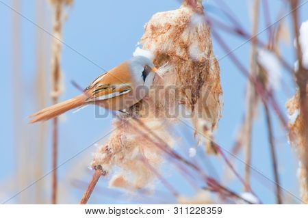 Cute Little Bird, Bearded Tit, Male Bearded Reedling (panurus Biarmicus)