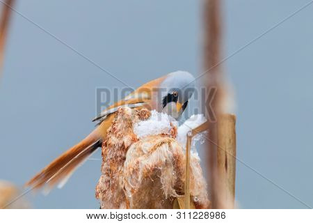 Cute Little Bird, Bearded Tit, Male Bearded Reedling (panurus Biarmicus)