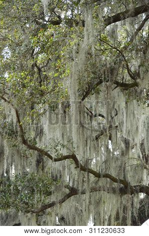 Detail Of Spanish Moss (tillandsia Usneoides) Veils Hanging From Southern Live Oak Trees (quercus Vi