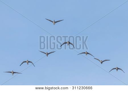 Flock Of Greater White Fronted Geese Flying In V Formation, Blue Sky