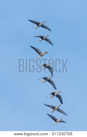Flock Of Greater White Fronted Geese Flying, Blue Sky