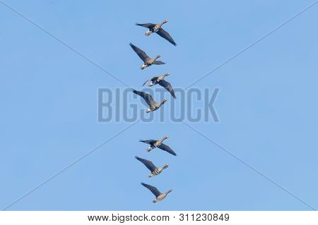 Flock Of Greater White Fronted Geese Flying, Blue Sky
