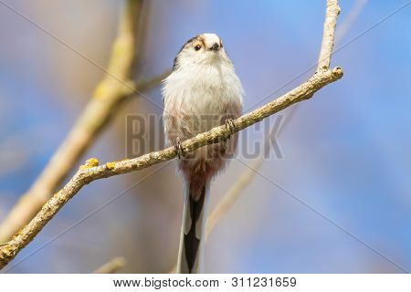 Long-tailed Tit On Branch (aegithalos Caudatus) Cute Little Bird