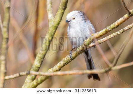 Long-tailed Tit On Branch (aegithalos Caudatus) Cute Little Bird