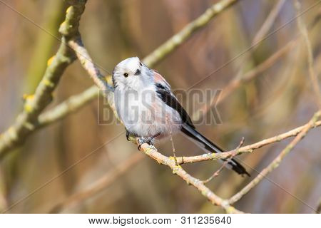 Long-tailed Tit On Branch (aegithalos Caudatus) Cute Little Bird