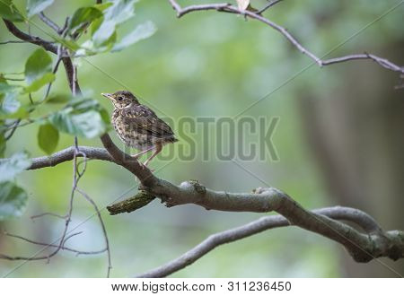American Robin Turdus Migratorius Female Juvenile Perched On A Tree Branch With Leaves, Green Bokeh 