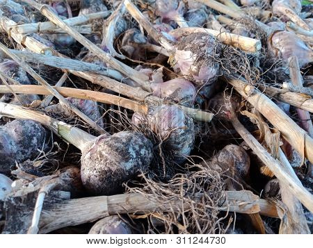 Close-up Garlic, Garlic Crop, Agroculture In Garden, Vegetables