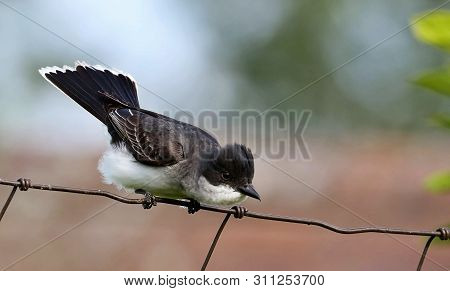 The Eastern Kingbird (tyrannus Tyrannus) During Defending Their Nesting Territory.