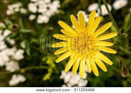 Wild Yellow Flower Hieracium Hairy Hawkweed On Green Meadow