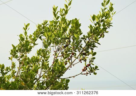 A Shrub Of Blackberries Looking For The Sun