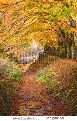 Kawaguchi, Japan at the maple leave tunnel.