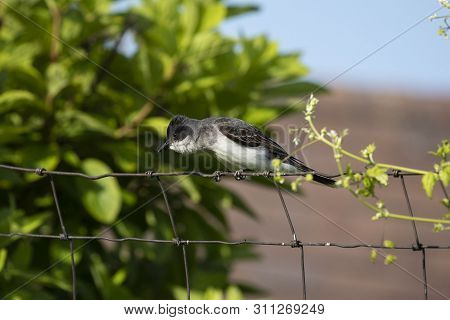 The Eastern Kingbird (tyrannus Tyrannus) During Defending Their Nesting Territory.