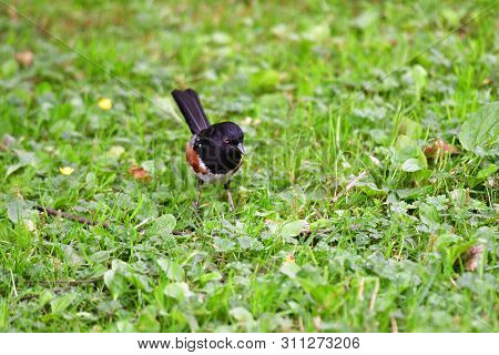 A Closeup Of Spotted Towhee Perched On The Ground.
Burnaby Lake Bc Canada