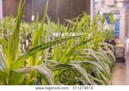 A Long Row Of Potted Maize Corn Tightly Grouped In A Greenhouse.