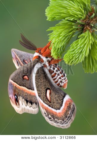 Cecropia møl hængende fra Evergreen