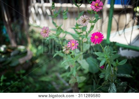 Picture Of The Little Pnk Flowers In The Green Garden At Summer Season
