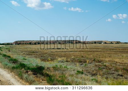 Steppe Landscape. Lonely Green Plants On Dry, Hot Sand