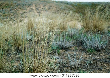 Steppe Landscape. Lonely Green Plants On Dry, Hot Sand.the Steppe Is Woodless. Ravine In The Steppe.