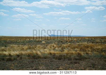 Steppe Landscape. Lonely Green Plants On Dry, Hot Sand