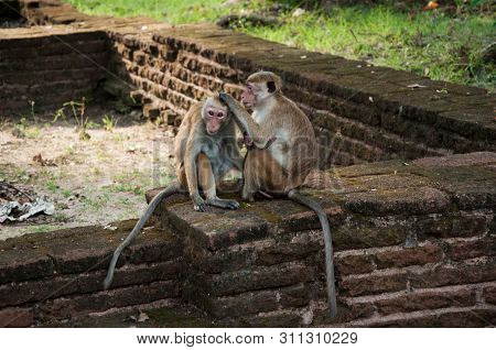 Family Of Monkeys Guenon Looking For Fleas. Long-tailed Primates Of Sri Lanka