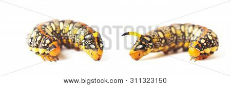Hyles Euphorbiae. Caterpillar Against White Background. Spurge Hawk. Sphingidae