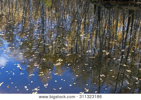 Reflection Of Coastal Trees In The Water Surface. Pond In The Landscape Reserve Teply Stan, Moscow, 