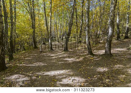 Sunlight Spots On The Footpath In The Landscape Reserve Teply Stan. Sunny Day In October. Moscow, Ru
