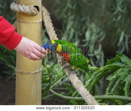 Biak Lorikeet, Trichoglossus Haematodus Rosenbergii, Rosenbergs Lori, Lorikeet