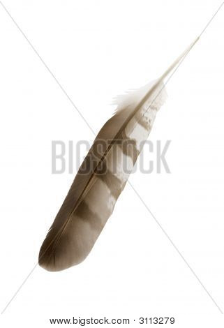 Hawk Feather with clipping path