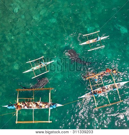 Tourists Are Watching Whale Sharks In The Town Of Oslob, Philippines, Aerial View. Summer And Travel