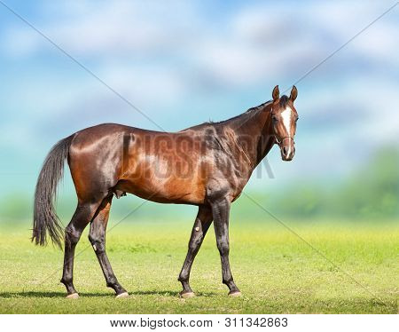Exterior Of Bay Akhal-teke Horse On The Green Field Background