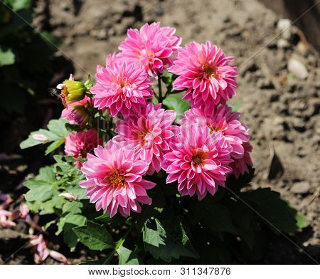 Pink Dahlia (dahlia Pinnata) Blooming In Garden