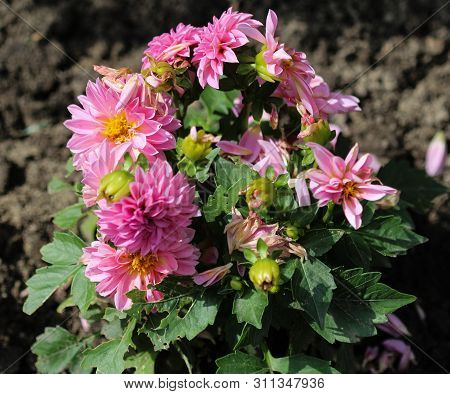 Pink Dahlia (dahlia Pinnata) Blooming In Garden