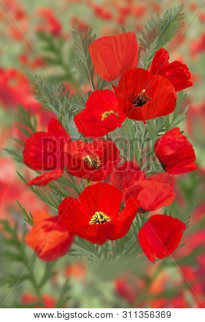 Sprind Filed Poppies Form A Solid Bouguet On The Landscape.beautiful Bright Colors On A Sunny Day.
