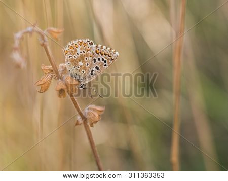 Chalkhill Blue (polyommatus Coridon) Butterfly In The Family Lycaenidae, Sitting On A Plant, Close U