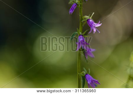 Close Up Of A Single Bluebell Flower (hyacinthoides Non-scripta) In Bloom