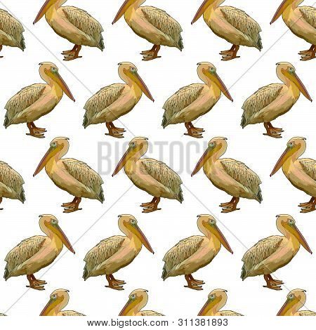 Seamless Background With Tropical Birds. Pelicans. Vector Isolated Elements On The White Background.